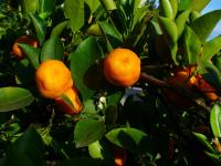 Image of Citrus mitis