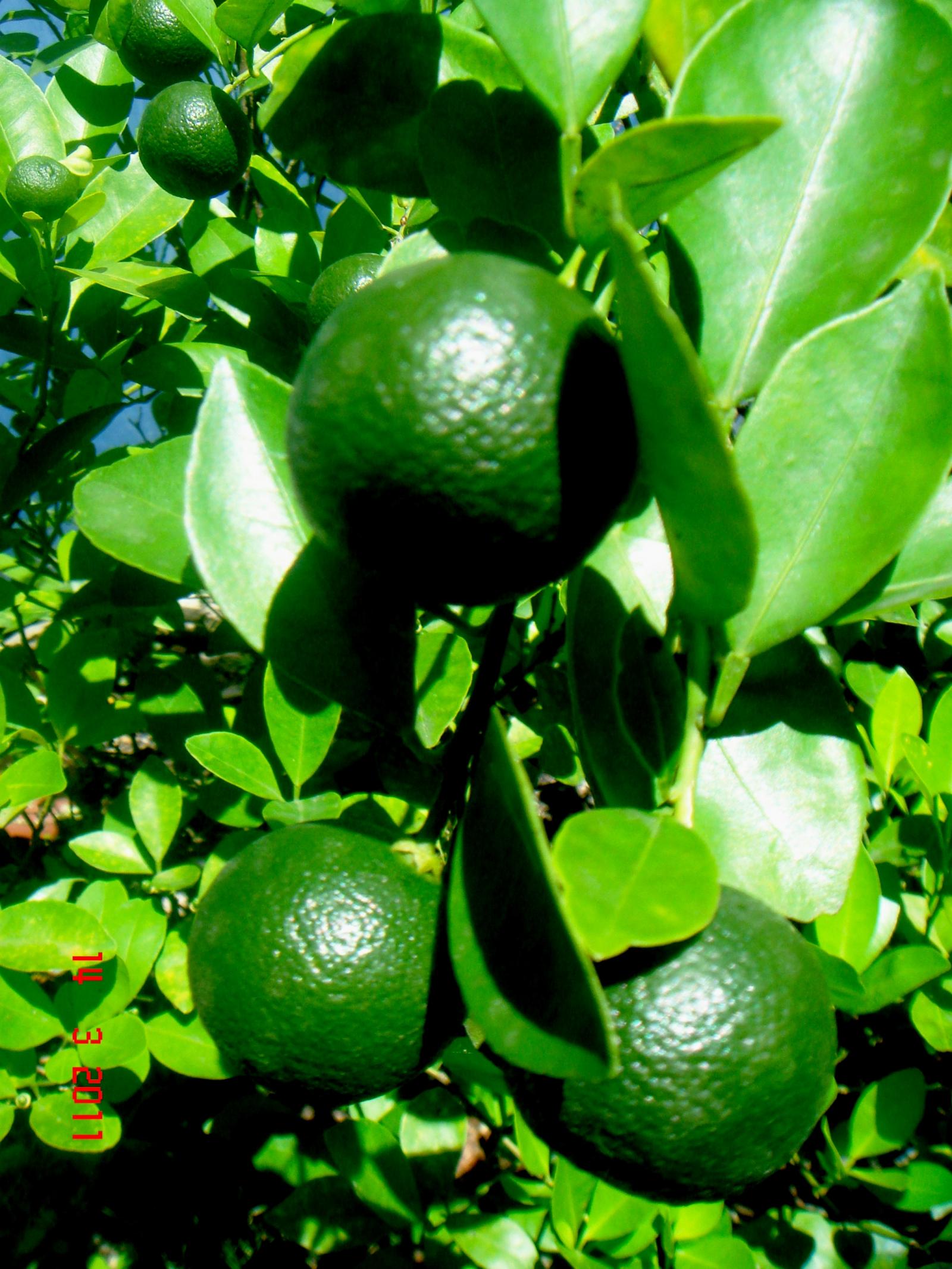 Citrus mitis image