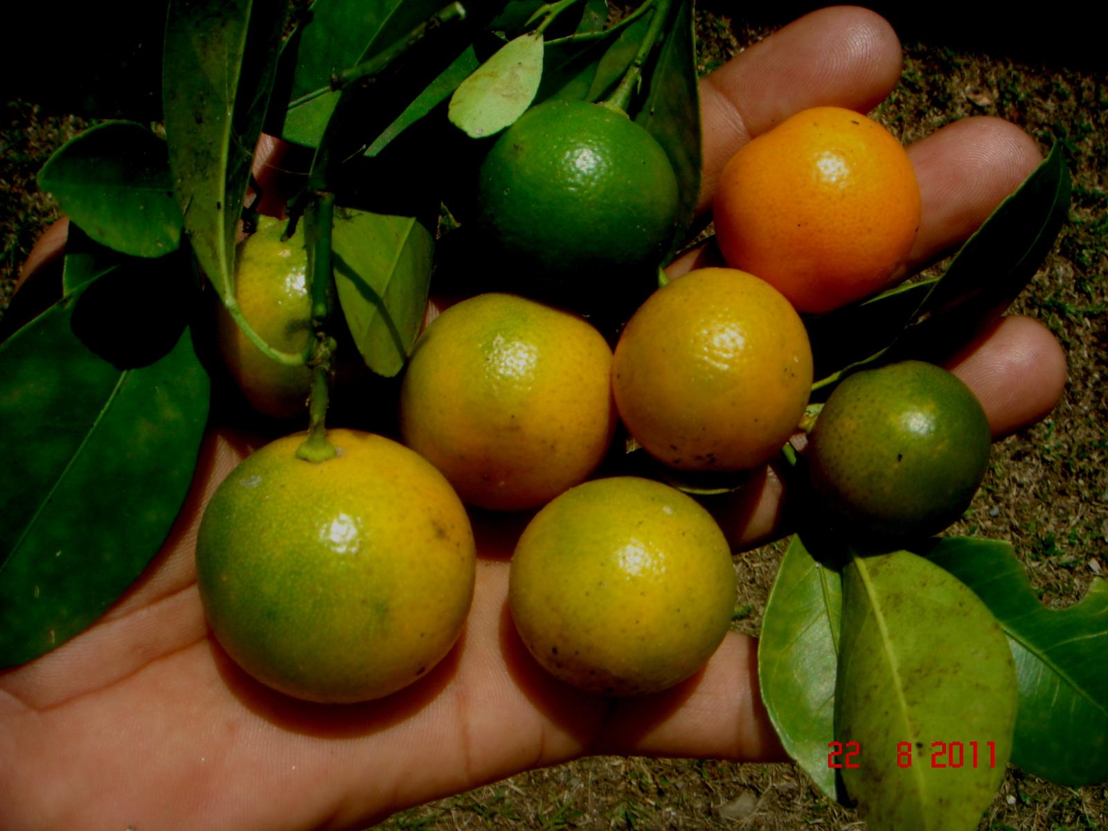 Citrus mitis image