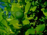 Citrus mitis image