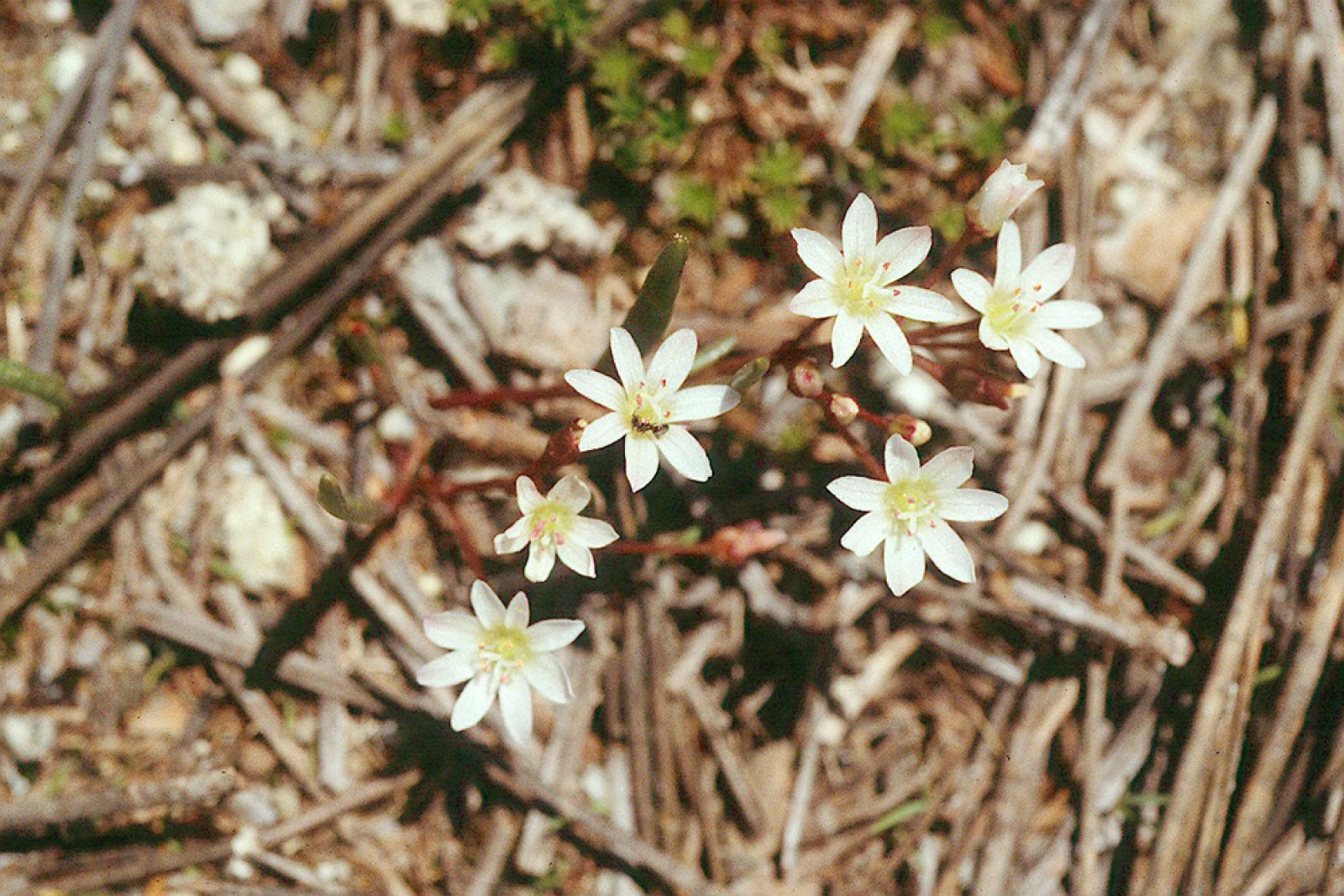 Claytonia triphylla image