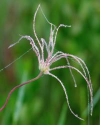 Clematis baldwinii image