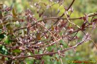 Clematis cirrhosa image