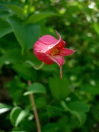 Image of Clematis coccinea