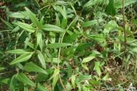 Image of Clematis flammula