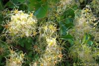 Clematis flammula image