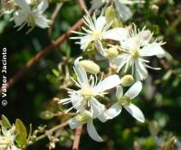 Clematis flammula image