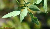 Clematis flammula image