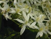 Image of Clematis maximowicziana