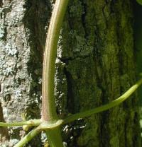 Clematis maximowicziana image