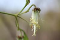 Clematis microphylla image