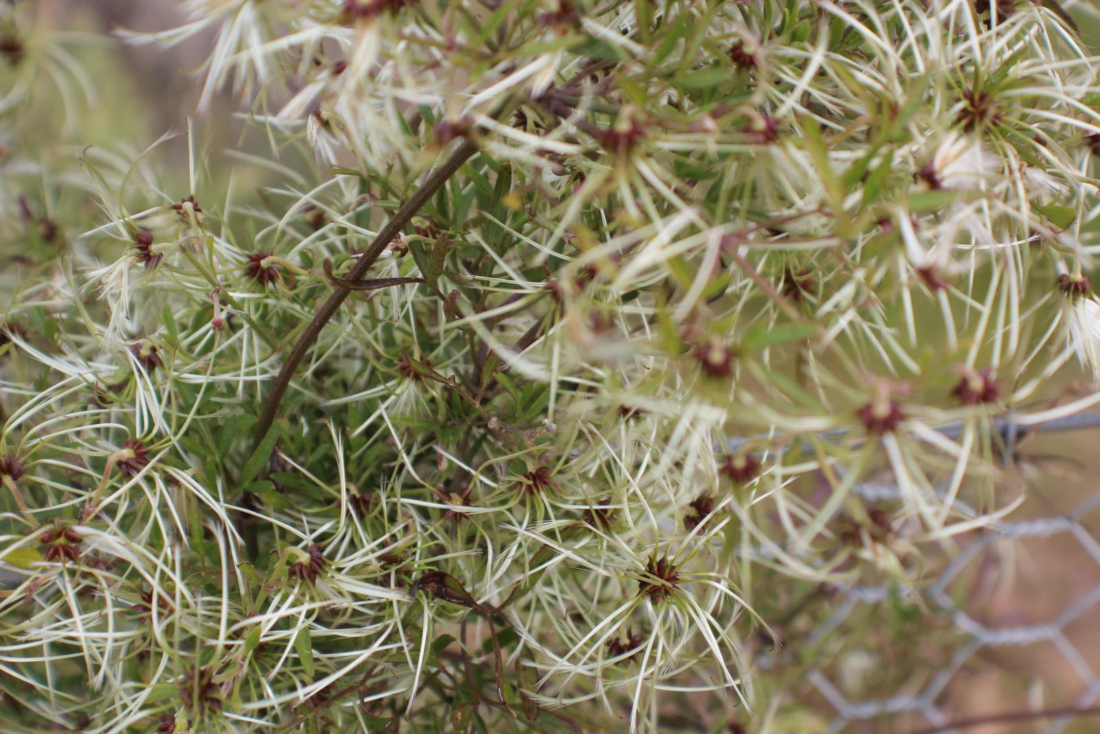 Clematis microphylla image