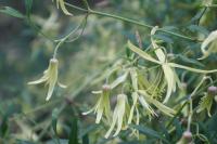 Clematis microphylla image