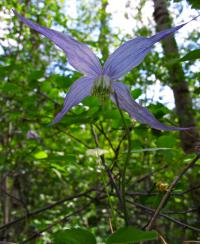 Image of Clematis occidentalis