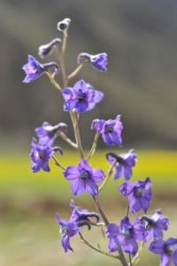 Clematis tangutica image