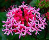 Clerodendrum bungei image