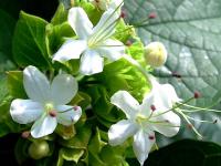 Image of Clerodendrum chinense
