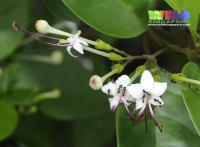 Clerodendrum inerme image
