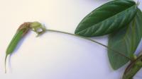 Clitoria falcata image
