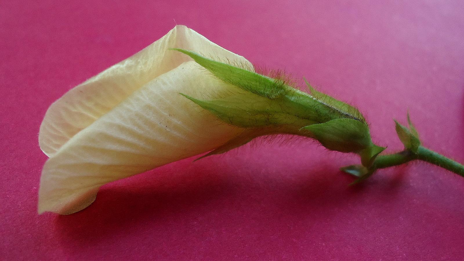 Clitoria falcata image