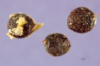 Image of Clitoria laurifolia
