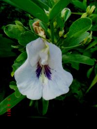 Clitoria laurifolia image