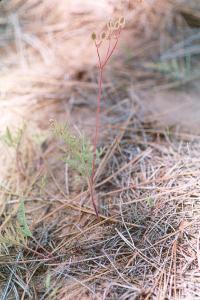 Image of Cogswellia macrocarpa