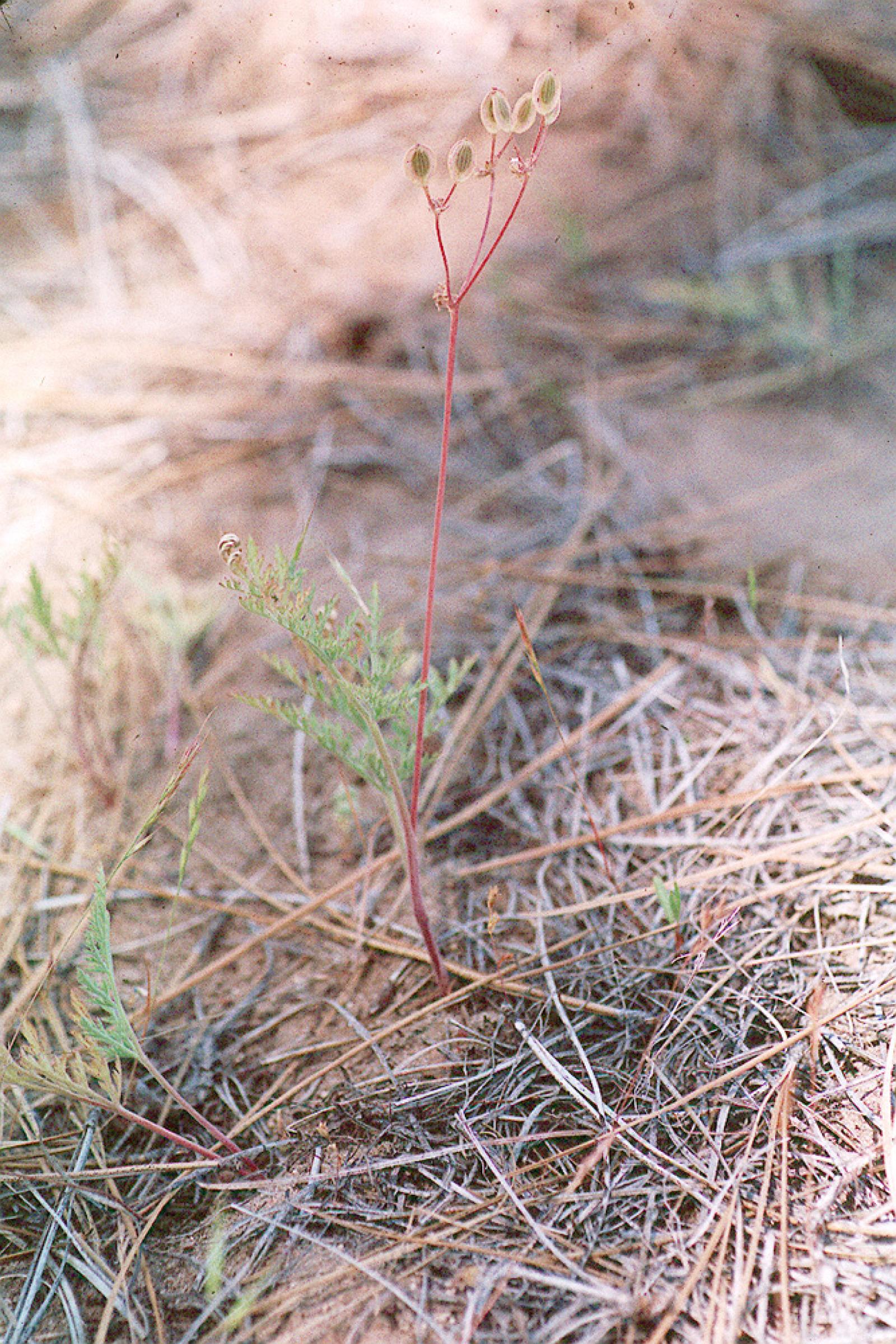 Cogswellia macrocarpa image