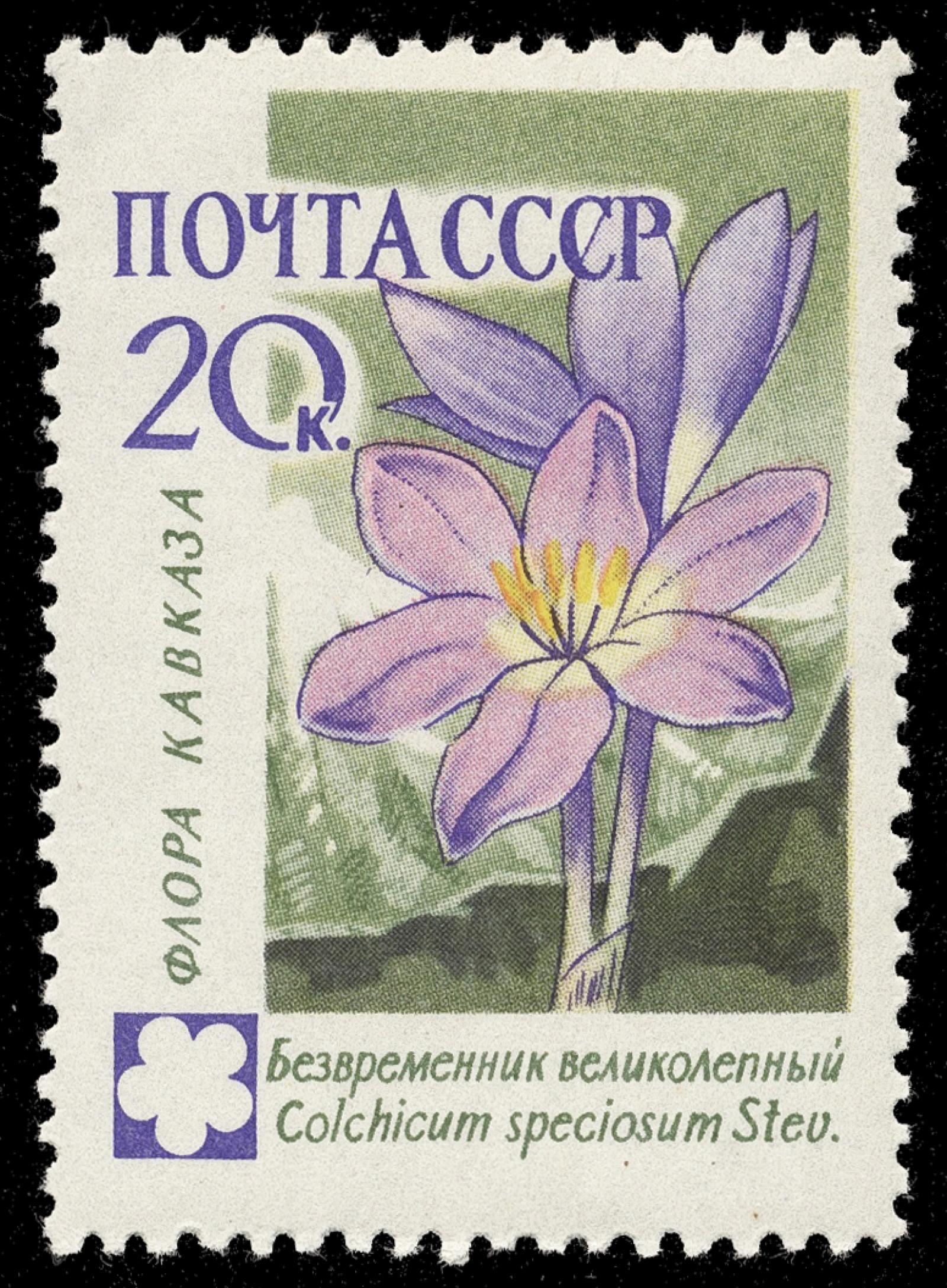Colchicum speciosum image