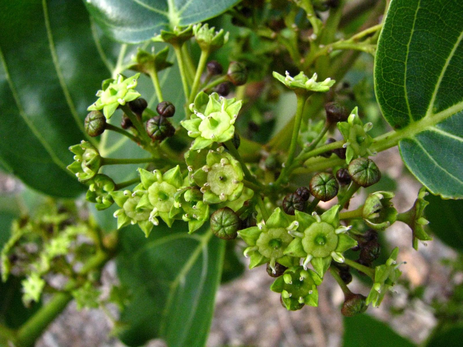 Colubrina oppositifolia image