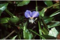 Commelina debilis image