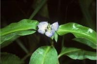Image of Commelina deficiens