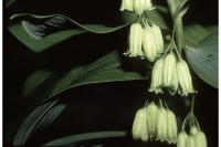 Image of Convallaria biflora