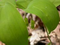 Convallaria pubescens image