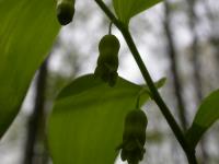 Convallaria pubescens image