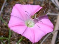 Image of Convolvulus erubescens