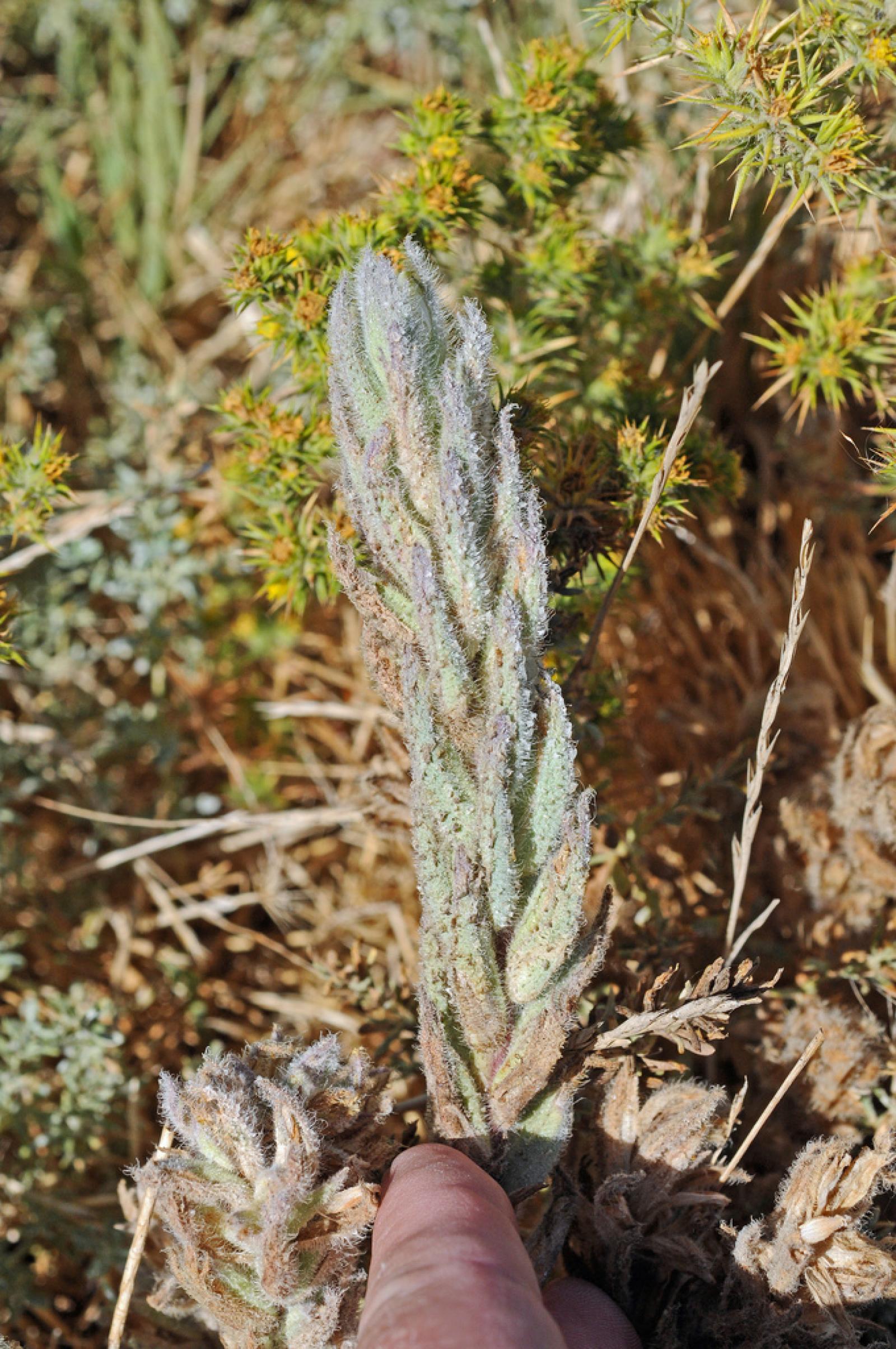 Cordylanthus hispidus image