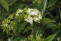 Cornus paniculata image