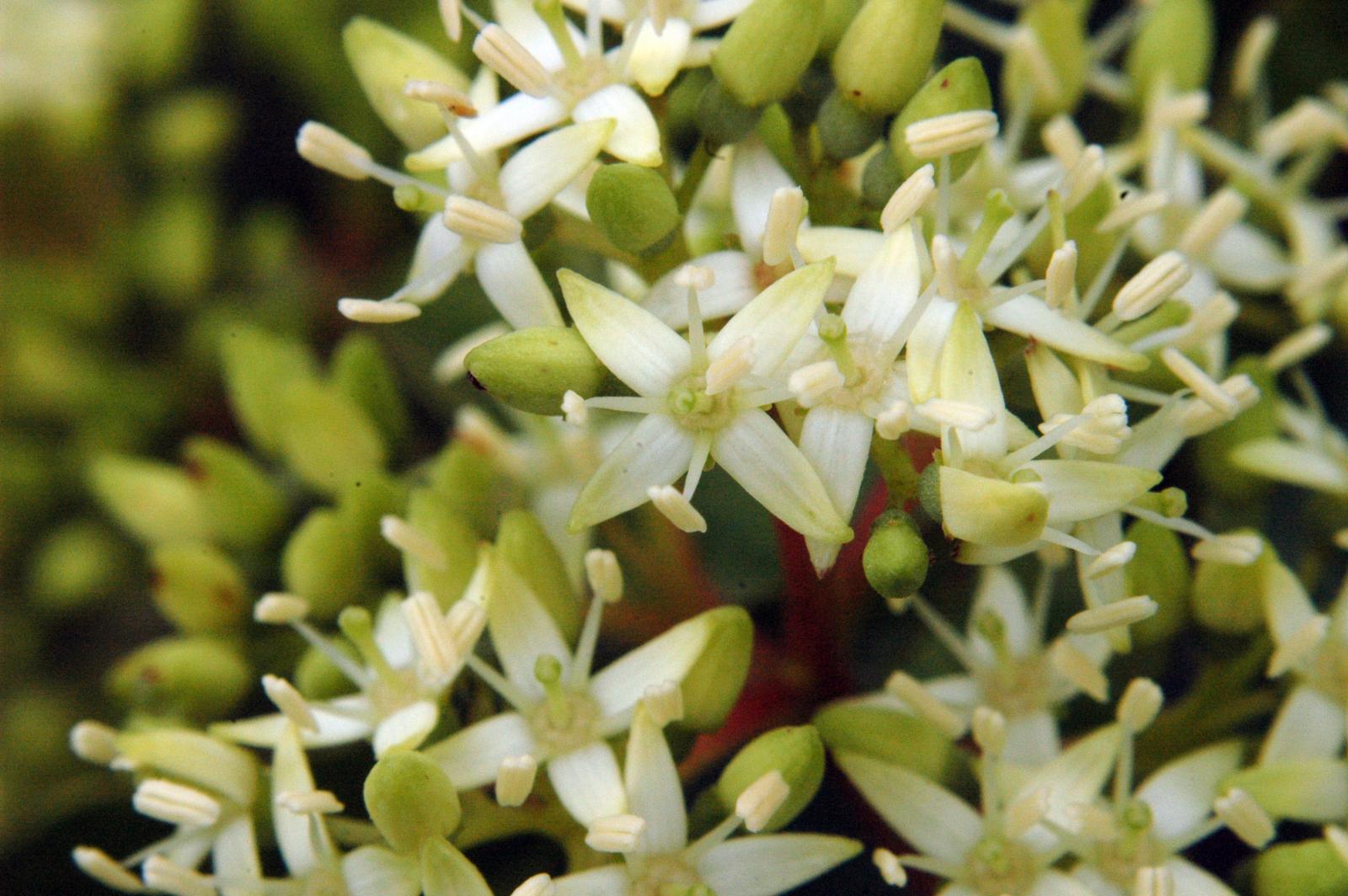 Cornus paniculata image