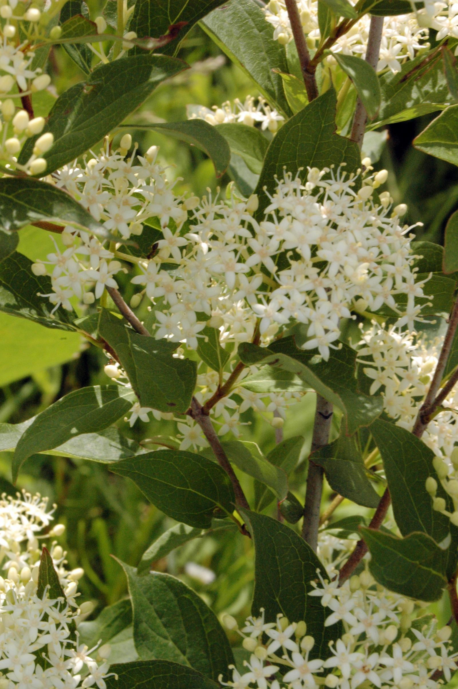 Cornus paniculata image