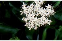 Cornus priceae image