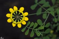 Coronilla argentea image