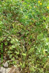 Coronilla argentea image