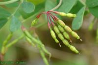 Coronilla argentea image