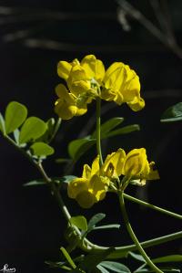 Coronilla argentea image