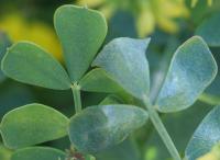 Coronilla argentea image