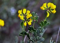 Image of Coronilla minima