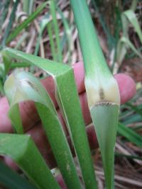 Cortaderia jubata image