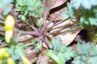 Corydalis flavula image