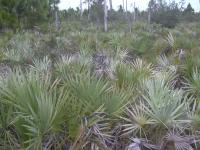 Corypha repens image